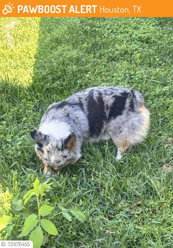 Found/Stray Male Dog last seen Alden st and Goodman St. , Houston, TX 77084