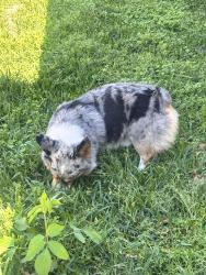 Found/Stray Male Dog last seen Alden st and Goodman St. , Houston, TX 77084