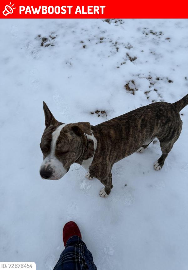 Lost Male Dog last seen Irish road Chatham Va , Pittsylvania County, VA 24531