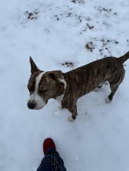 Lost Male Dog last seen Irish road Chatham Va , Pittsylvania County, VA 24531
