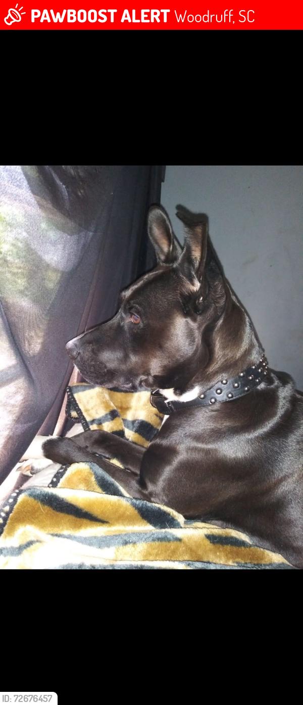 Lost Female Dog last seen buncombe street, Woodruff, SC 29388