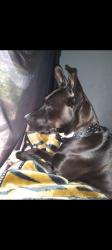 Lost Female Dog last seen buncombe street, Woodruff, SC 29388