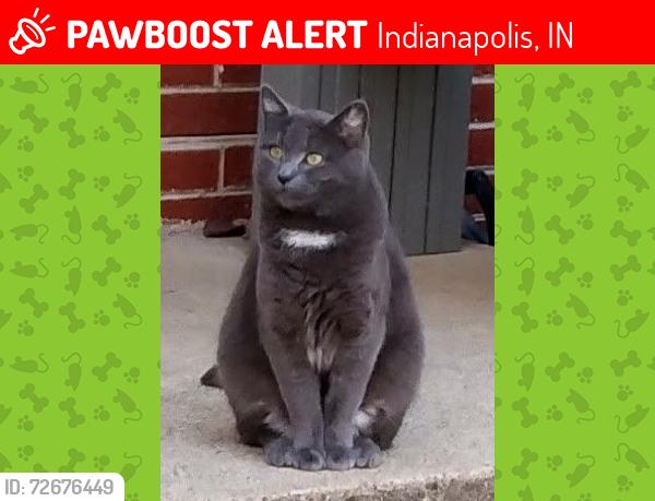 Lost Female Cat last seen Farley & West 10th, Indianapolis, IN 46214