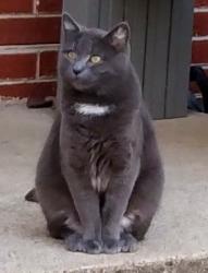 Lost Female Cat last seen Farley & West 10th, Indianapolis, IN 46214