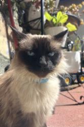 Lost Female Cat last seen Near plaza del amo, Torrance, CA 90501