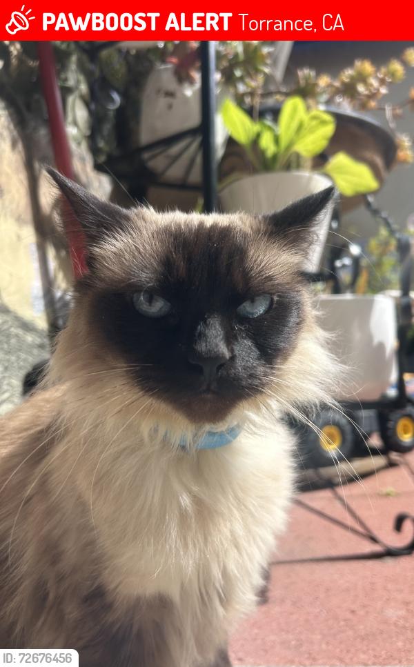 Lost Female Cat last seen Near plaza del amo, Torrance, CA 90501