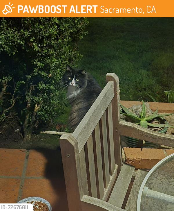 Found/Stray Unknown Cat last seen Del Rio Trl & 35th Ave, Sacramento, CA 95822, USA, Sacramento, CA 95822