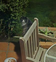 Found/Stray Unknown Cat last seen Del Rio Trl & 35th Ave, Sacramento, CA 95822, USA, Sacramento, CA 95822