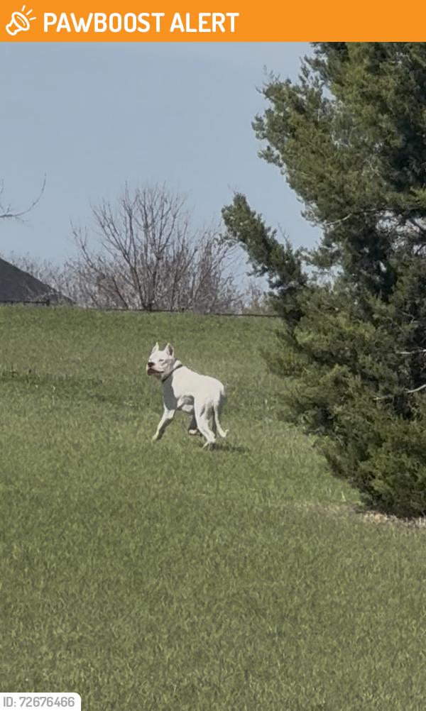 Found/Stray Male Dog last seen Ranchcrest Road, Lorena, Texas, McLennan County, TX 76655