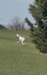 Found/Stray Male Dog last seen Ranchcrest Road, Lorena, Texas, McLennan County, TX 76655