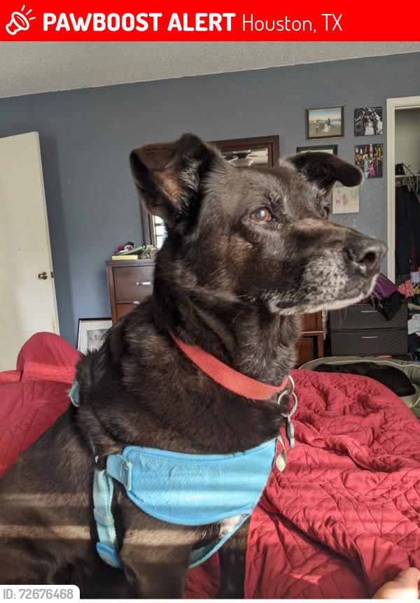 Lost Male Dog last seen Ennis, Houston, TX 77004