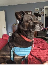 Lost Male Dog last seen Ennis, Houston, TX 77004