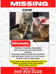 Lost Female Cat last seen Hollywood ave and w mcleod, Bellingham, WA 98225