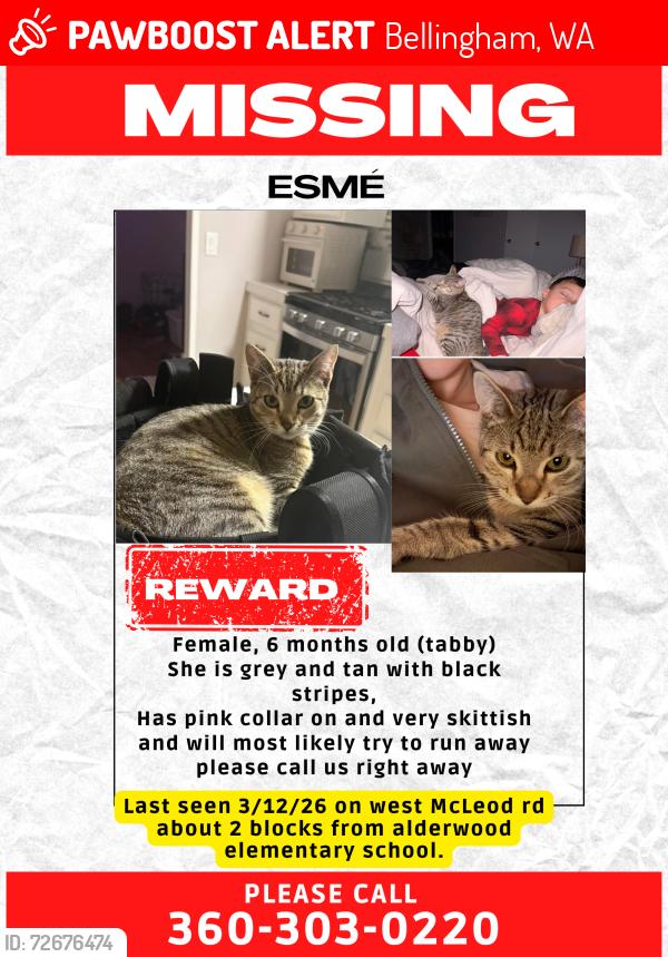 Lost Female Cat last seen Hollywood ave and w mcleod, Bellingham, WA 98225