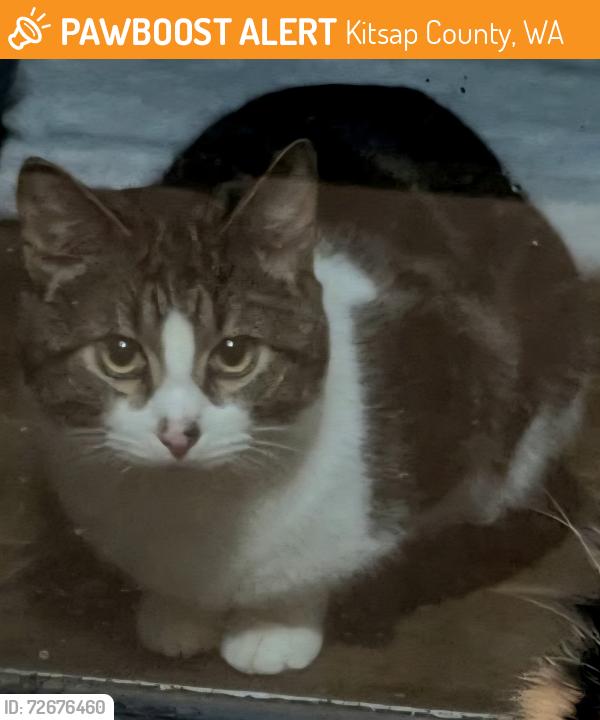 Found/Stray Male Cat last seen Harbor Heights Lane E, Kitsap County, WA 98366