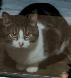 Found/Stray Male Cat last seen Harbor Heights Lane E, Kitsap County, WA 98366