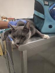 Shelter Stray Female Cat last seen POTOMAC ST BAKERSFIELD, Bakersfield, CA 93307