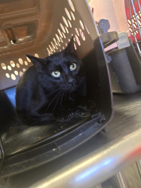 Shelter Stray Female Cat last seen POTOMAC ST BAKERSFIELD, Bakersfield, CA 93307