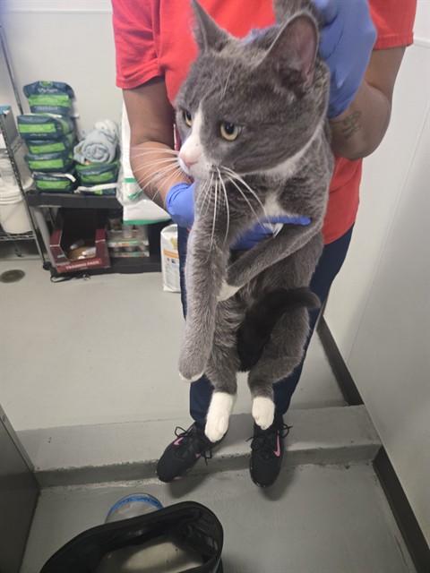 Shelter Stray Male Cat last seen POTOMAC ST BAKERSFIELD, Bakersfield, CA 93307