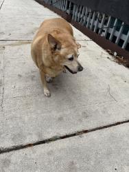 Found/Stray Unknown Dog last seen North river drive , Miami, FL 33128