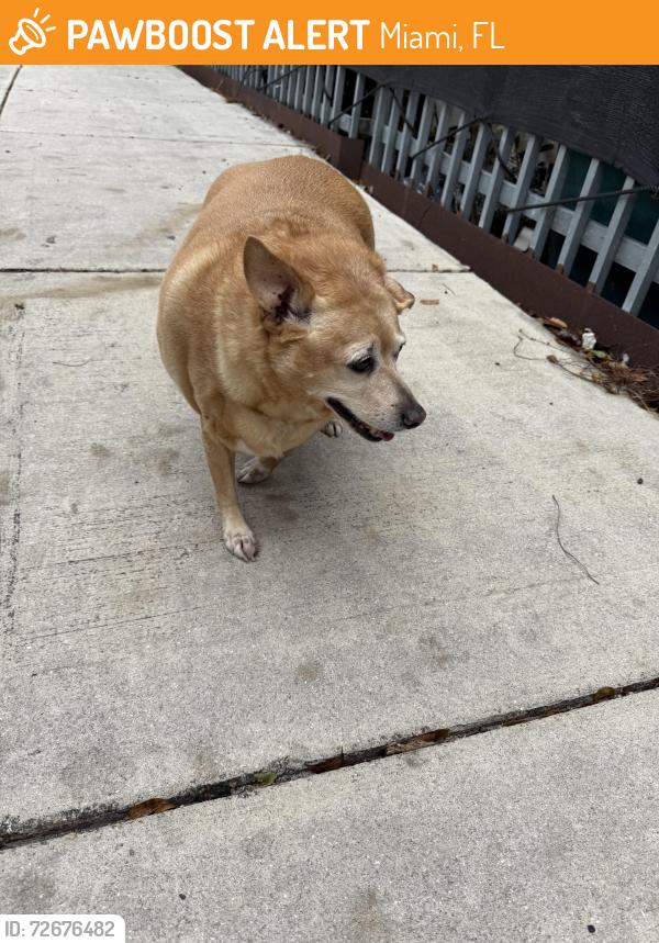 Found/Stray Unknown Dog last seen North river drive , Miami, FL 33128