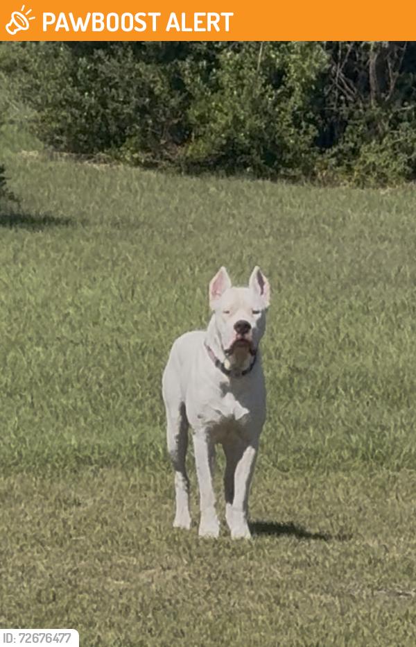 Found/Stray Male Dog last seen Ranchcrest road, McLennan County, TX 76655