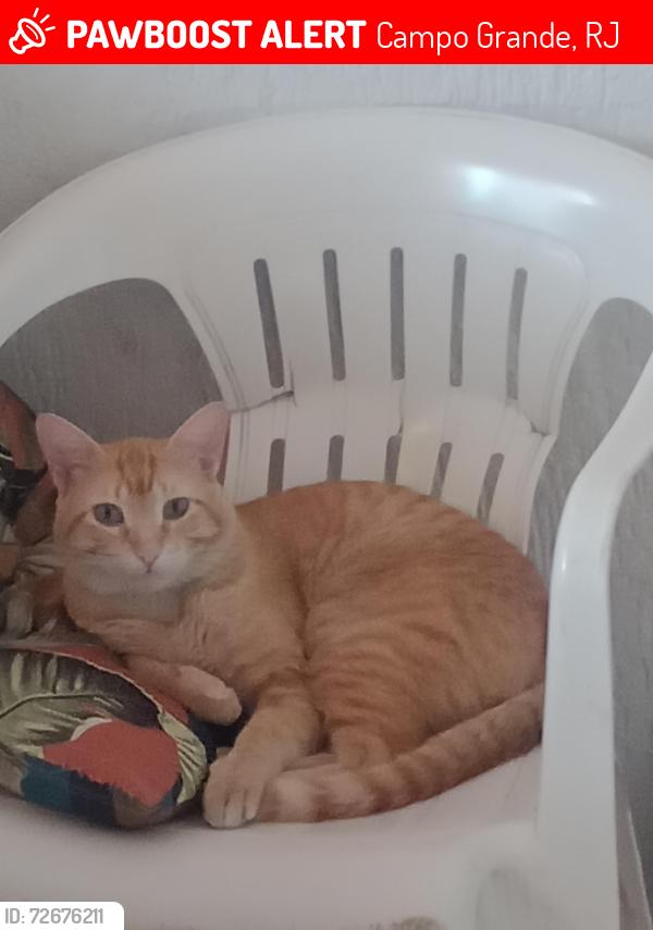 Lost Male Cat last seen Rua 9 Projetada - Campo Grande, Rio de Janeiro - RJ, Campo Grande, RJ 23017