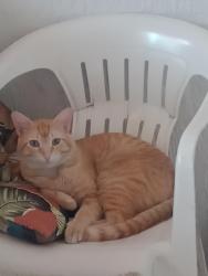 Lost Male Cat last seen Rua 9 Projetada - Campo Grande, Rio de Janeiro - RJ, Campo Grande, RJ 23017