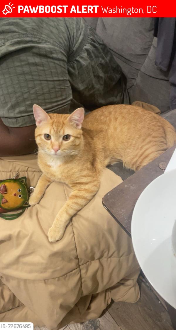 Lost Male Cat last seen G street , Washington, DC 20002