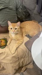 Lost Male Cat last seen G street , Washington, DC 20002