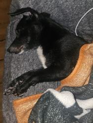 Lost Male Dog last seen Between Stockdale and Pandora Texas hwy 87 East, Stockdale, TX 78160