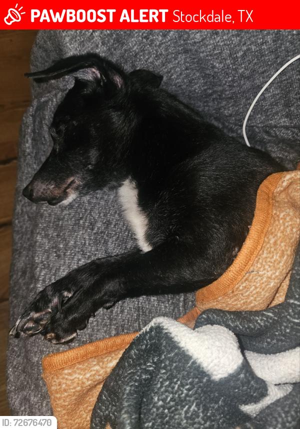 Lost Male Dog last seen Between Stockdale and Pandora Texas hwy 87 East, Stockdale, TX 78160