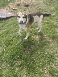 Found/Stray Male Dog last seen Near , Cleburne, TX 76031