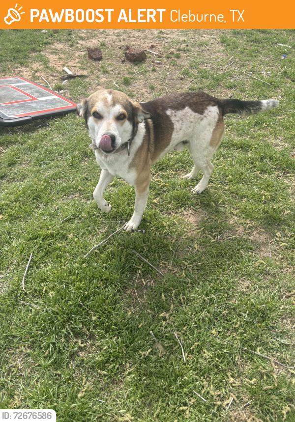 Found/Stray Male Dog last seen Near , Cleburne, TX 76031