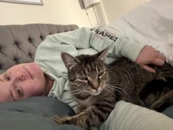 Lost Male Cat last seen Norwalk ct , Norwalk, CT 06851