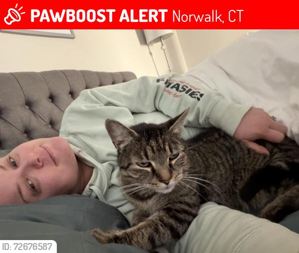 Lost Male Cat last seen Norwalk ct , Norwalk, CT 06851