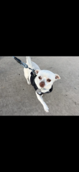Lost Male Dog last seen 6th and lewis, 6th and utica , Tulsa, OK 74104