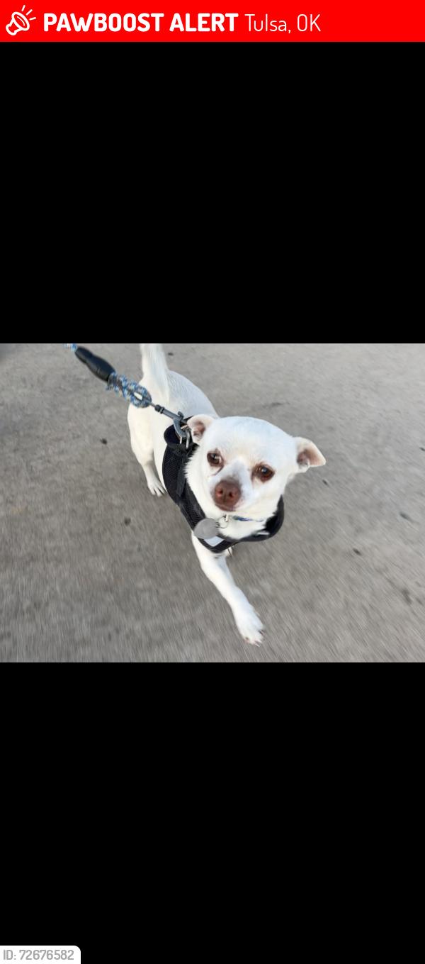 Lost Male Dog last seen 6th and lewis, 6th and utica , Tulsa, OK 74104