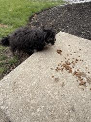 Lost Unknown Dog last seen lake eden apmts , Columbus, OH 43228