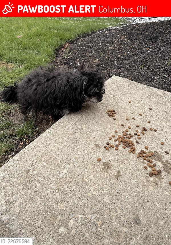 Lost Unknown Dog last seen lake eden apmts , Columbus, OH 43228