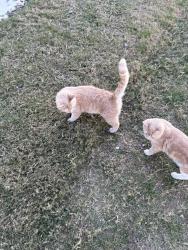 Lost Male Cat last seen Near county road 310 Cleburne , Cleburne, TX 76031