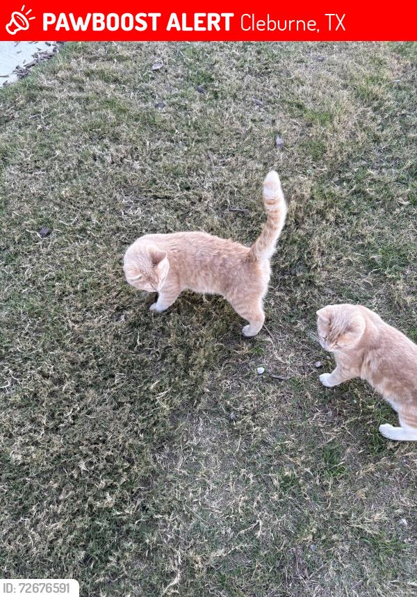 Lost Male Cat last seen Near county road 310 Cleburne , Cleburne, TX 76031