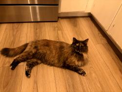 Lost Female Cat last seen Trenton and Hastings, Fort Collins, CO 80526