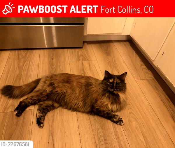 Lost Female Cat last seen Trenton and Hastings, Fort Collins, CO 80526