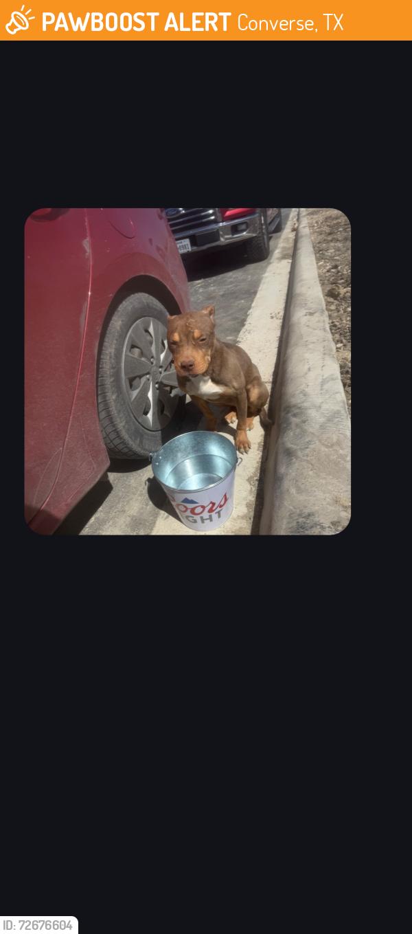 Found/Stray Female Dog last seen N Loop 1604 E n Weichold rd, Converse, TX 78109