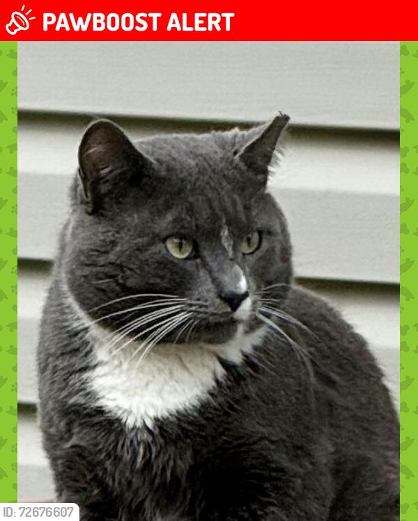 Lost Male Cat last seen Rauschenberg Road and Waring Road, Whitfield County, GA 30721