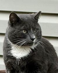 Lost Male Cat last seen Rauschenberg Road and Waring Road, Whitfield County, GA 30721