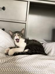 Lost Male Cat last seen s catalina st and 3rd st, Los Angeles, CA 90020