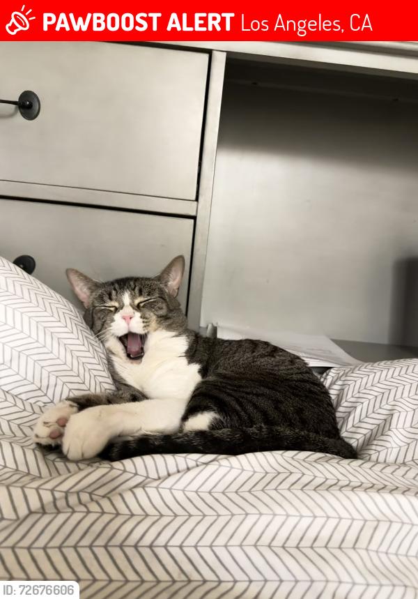 Lost Male Cat last seen s catalina st and 3rd st, Los Angeles, CA 90020