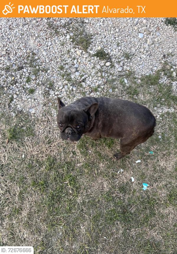Found/Stray Male Dog last seen Fm 2738, Alvarado, TX 76009
